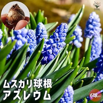 6月発送ご希望 ムスカリ球根 6月発送ご希望 ムスカリ球根 ムスカリ アズレウム【花球根／お買い得6